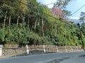 Panoramic landscape view of dense beautiful lush green trees and vibrant colorful Tibetan Prayer Flags at the edge of road in Royalty Free Stock Photo