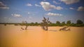Panoramic landscape view to sahel and oasis Dogon Tabki with flooded river , Dogondoutchi, Niger Royalty Free Stock Photo