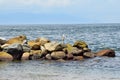 Panoramic landscape views of and around Puerto Vallarta Mexico mountains, city and tropical jungles. Royalty Free Stock Photo