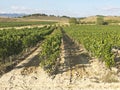 View of a wineyard in la rioja, Spain. Spanish Wine industry Royalty Free Stock Photo