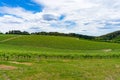 Panoramic landscape of vineyard with green grape vines Royalty Free Stock Photo