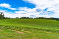 Panoramic landscape of vineyard with green grape vines Royalty Free Stock Photo