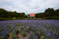 Lavender field with house and windmill Royalty Free Stock Photo