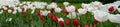 Panoramic landscape of white red beautiful blooming tulip field in Holland Netherlands in spring - Tulpis flowers background Royalty Free Stock Photo