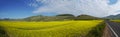 Panoramic landscape with yellow flowers