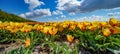 Panoramic landscape of yellow orange beautiful blooming tulip field in Holland Netherlands in spring with blue sky and clouds, ill Royalty Free Stock Photo