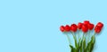 Panoramic light blue background with red tulip flowers