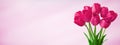 Panoramic light pink background with bouquet tulip flowers Royalty Free Stock Photo