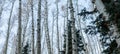 Panoramic low angle bare aspen trees against blue sky