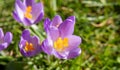 Panoramic macro crocuses in spring Royalty Free Stock Photo