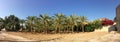 Panoramic mediterranean culture landscape,Palm trees grove 