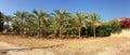 Panoramic mediterranean culture landscape, palm trees grove