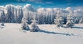 Panoramic morning view of Carpathian mountains with fresh snow covered fir trres.