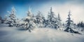 Panoramic morning view of mountain forest. Splendid outdoor scene with fir trees covered of fresh snow. Beautiful winter landscape Royalty Free Stock Photo