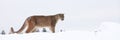 Panoramic of mountain lion Royalty Free Stock Photo