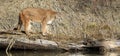 Panoramic of mountain lion on log Royalty Free Stock Photo