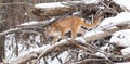 Panoramic of mountain lion in thick tree growth