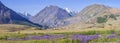 Panoramic mountain view, flowering meadow, snow on the peaks. Travel and summer holidays