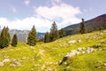 Panoramic mountain view with pine trees and white stones Royalty Free Stock Photo