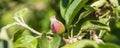 Apple tree branch with an unripe small apple