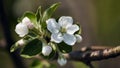 Panoramic natural banner. large white flowers of an apple tree with green leaves close-up on a blurred background. blooming spring