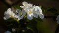 Panoramic natural banner. large white flowers of an apple tree with green leaves close-up on a blurred background. blooming spring