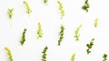 panoramic natural banner. simple floral pattern green leaves and yellow flowers