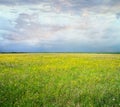 Panoramic natural wild meadow