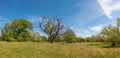 Panoramic over forests with an old dead and dry tree near Magdeburg, Germany