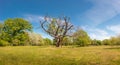 Panoramic over forests with an old dead and dry tree near Magdeburg at late Spring, Germany