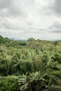 Panoramic overlooking view of green tropical vegetation