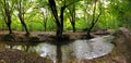 Panoramic photo of Autumn Epping Forest Trees and rever in Chingford London Royalty Free Stock Photo