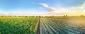 Panoramic photo of a beautiful agricultural view with pepper and leek plantations. Agriculture and farming. Agribusiness. Agro