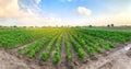 Panoramic photo of a beautiful agricultural view with pepper plantations. Agriculture and farming. Agribusiness. Agro industry.