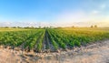 Panoramic photo of a beautiful agricultural view with pepper plantations. Agriculture and farming. Agribusiness. Agro industry.