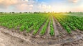 Panoramic photo of a beautiful agricultural view with pepper plantations. Agriculture and farming. Agribusiness. Agro industry.