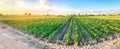 Panoramic photo of a beautiful agricultural view with pepper plantations. Agriculture and farming. Agribusiness. Agro industry.