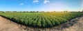 Panoramic photo of a beautiful agricultural view with potato plantations on the farm on a sunny day. Agriculture and farming.