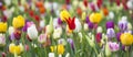 Panoramic photo of beautiful bright colorful multicolored yellow, white, red, purple, pink tulips on a large flower-bed in the Royalty Free Stock Photo