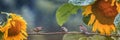 Panoramic photo with birds sparrows sitting on a branch in the garden among sunflower flowers in the warm summer rain