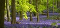 Panoramic Photo Of Carpet Of Bluebells Growing In The Wild On The Forest Floor Underneath Beech Trees In Dockey Woods, UK.