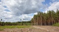 Beautiful landscape of a row of trees and blue sky background Royalty Free Stock Photo