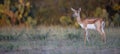 Panoramic photo of female blackbuck Royalty Free Stock Photo