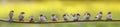 Panoramic from flock yellow-mouthed sparrow chicks sit in a sunny summer garden on a tree branch