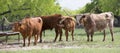 Panoramic photo of a group of Texas Longhorns