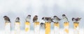 Panoramic photo with small funny birds sparrows sitting on the fence in winter garden in the village