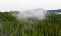 Panoramic photo over the tops of pine or fir forest with small clouds. Aerial top view forest. Misty foggy mountain landscape with Royalty Free Stock Photo