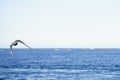 Panoramic photo of a seabird flying above the sea