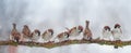 panoramic photo with funny birds sitting on a branch in the garden under falling snowflakes