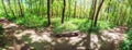 Panoramic photo of spring forest, beauty filter Royalty Free Stock Photo